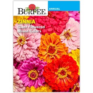 Burpee Zinnia Giant Flower Seeds - 1 of 2