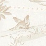 safari
