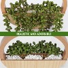 Attop 2pcs Artificial Succulents Hanging Plants 12.2'' Fake String of Pearls in Pot with 8.3'' Lanyard Wall Decor Wood Color - 4 of 4