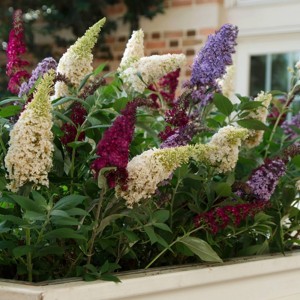 National Plant Network Outdoor Live 4" Buddleia Triple Treat Butterfly Bush Plants - 3ct - 1 of 4