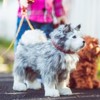 The Queen's Treasures 18 In  Doll  Husky Puppy Dog with Leash and Collar - 3 of 4