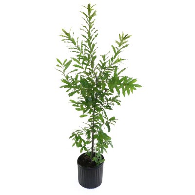 2.25gal Sawtooth Gobbler Oak Tree - National Plant Network