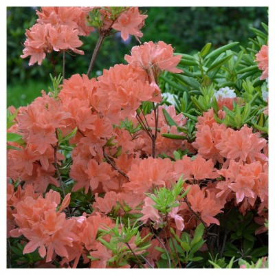 Azalea 'Blaauw's Pink'  1pc - National Plant Network - U.S.D.A. Hardiness Zones 6 - 9