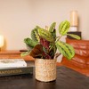 
Live 4" Red Maranta Potted Houseplant - 2 of 4