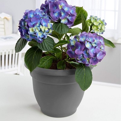 Bloem 21'' Charcoal Gray Self-Watering Durable Plastic Planter
