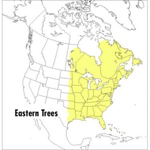 A Peterson Field Guide to Eastern Trees - (Peterson Field Guides) 2nd Edition by  Janet Wehr & George A Petrides (Paperback) - 1 of 1