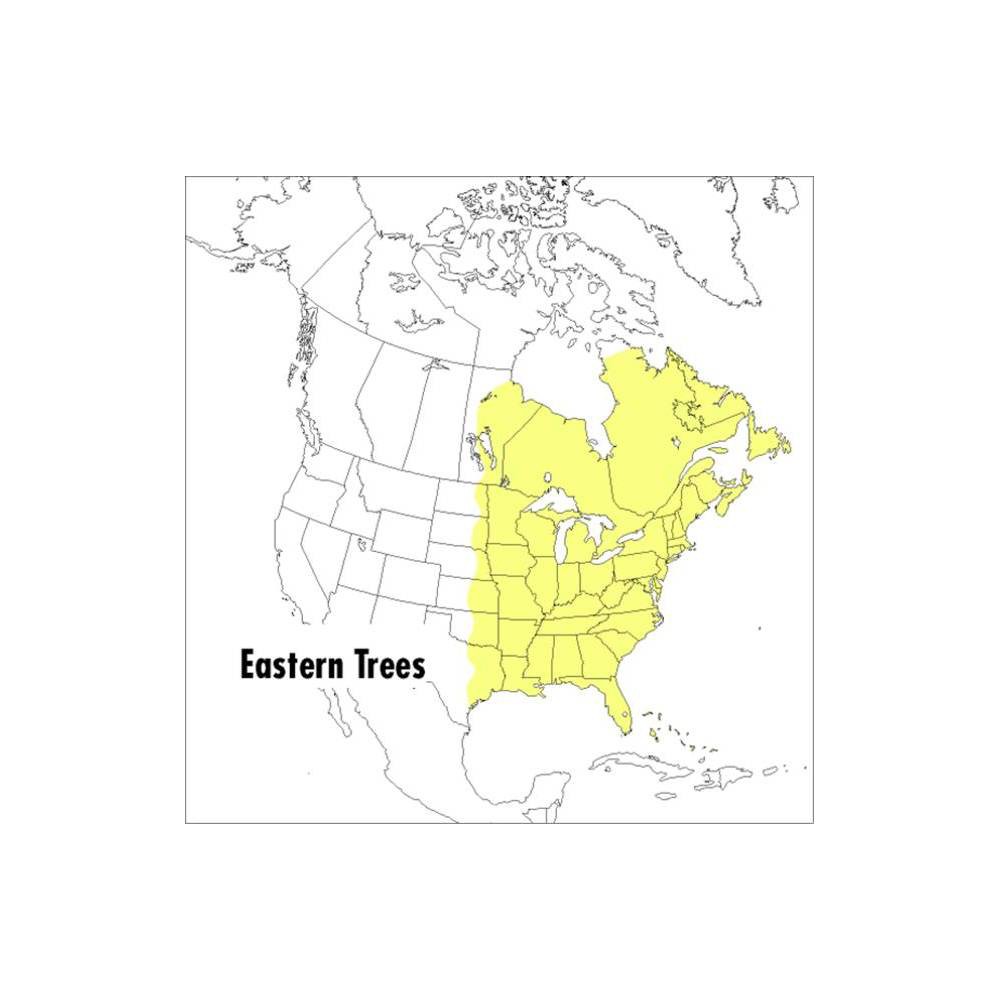 ISBN 9780395904558 product image for A Peterson Field Guide to Eastern Trees - (Peterson Field Guides) 2nd Edition by | upcitemdb.com