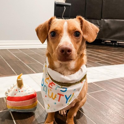 Dog birthday outlet bandana target