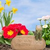 Transpac Resin 12 in. Multicolor Spring Frog Welcome to Our Garden Stone - 2 of 3