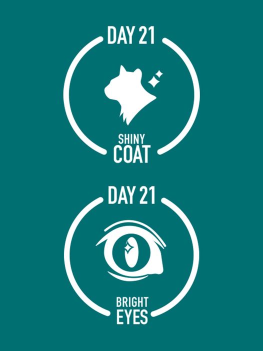 Day 21
Shiny coat
Day 21
Bright eyes