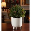 Festive Arborvitae Half Orb Holiday Greenery – 8.5" by Melrose - 3 of 3