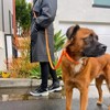 Waterproof PVC Dog Collar — All-Weather, Odor-Resistant, Durable & Easy-Clean — Tilley + Me - 2 of 4