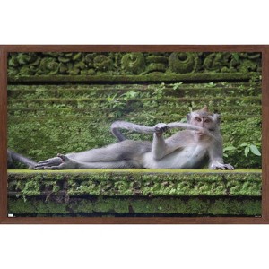 Trends International The Comedy Wildlife Photography Awards: Delphine Casimir - The Rainforest Dandy Framed Wall Poster Prints - 1 of 4