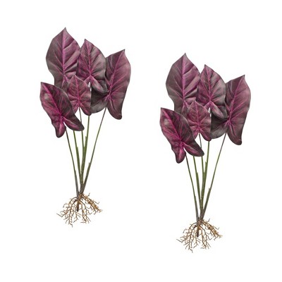 Melrose Caladium Plant (Set of 2)