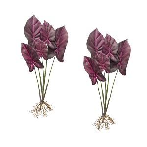 Melrose Caladium Plant (Set of 2) - 1 of 2