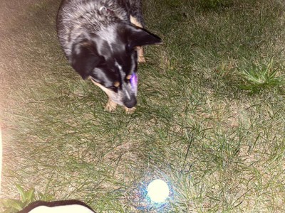 SpotLit® Rechargeable Collar Light - Disc-O Tech™