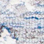 light blue/ivory