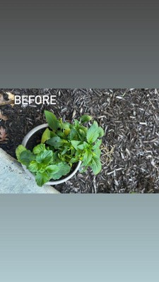 Guest review image 2 of 3, zoom in