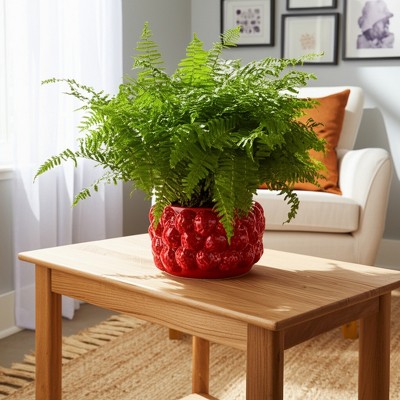Cheerful Planter Pot Perfect for Indoor or Outdoor Herbs, Ferns, or Succulents - Modern Pot for Indoor - Great for Garden and Patio Decor