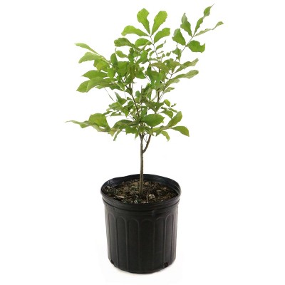 2.25gal Pignut Hickory Tree - National Plant Network