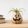Pumpkin Spirits Taupe - Good Little Garden™ - 4 of 4