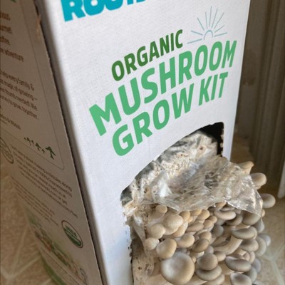 Back To The Roots Organic Mushroom Grow Kit - Oyster : Target