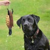 Fake bird for dog training, dog training, indoor and outdoor, imitating dead birds, essential chewing toys, perfect size for all - 2 of 4