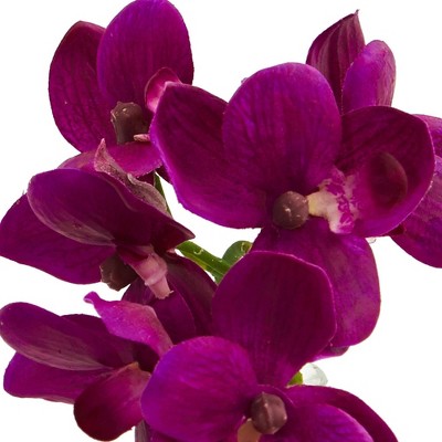 Elegant Trio Phalaenopsis Orchid & Philodendron Potted Arrangement