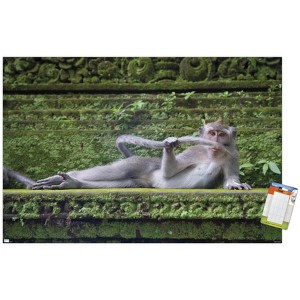 Trends International The Comedy Wildlife Photography Awards: Delphine Casimir - The Rainforest Dandy Unframed Wall Poster Prints - 1 of 4