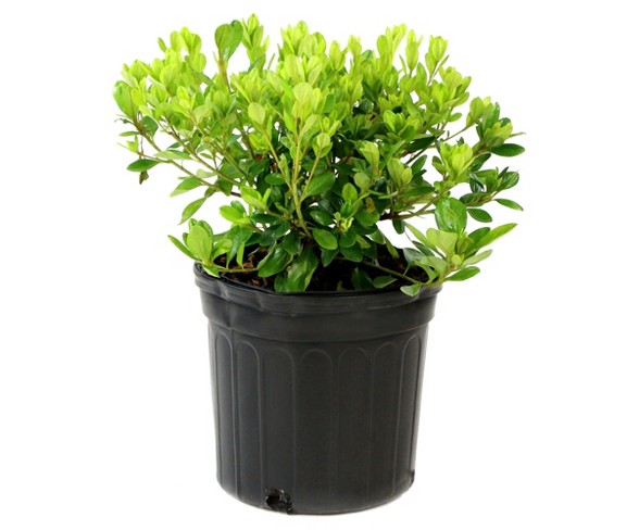 Azalea Irish Cr&#232;me 1pc - Cottage Hill U.S.D.A Hardiness Zone 7-9