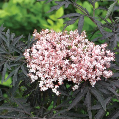 Van Zyverden 4" Sambucus Laced Up Potted Rocketliners