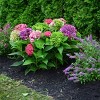 National Plant Network Live Outdoor 4" Hydrangea Plants - 3ct - 4 of 4
