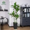 5FT Dracaena Draco Artificial Dragon Tree Dracaena Fragrans Faux Tree with Black Pot Artificial Plants for Home Office Indoor Outdoor Set of 2 - 2 of 4