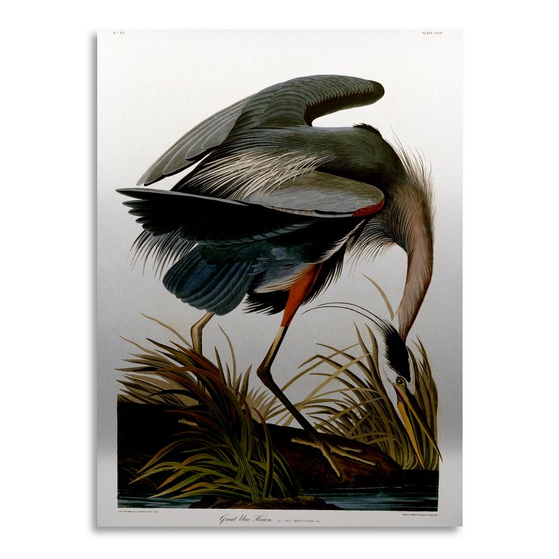 Trademark Fine Art - John James Audubon 'Great Blue Heron' Floating Brushed Aluminum Art, 2 of 5