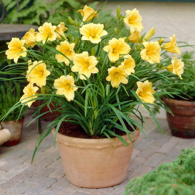 Van Zyverden 5ct Daylilies ReBlooming Stella De&#39;Oro Roots, 3 of 8