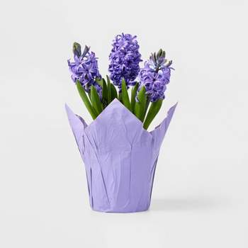 
Live 6" Potted Hyacinth Plant - Spritz™