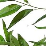 white pot