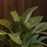 beige cushion/brown wicker