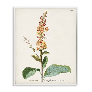 Stupell Industries Scientific Botanical Plant Framed Giclee Art - 1 of 4