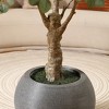 DR.Planzen 7ft UV Resistant Fake Eucalyptus Tree with Grey Tall Planter, Artificial Eucalyptus Tree for Indoor Outdoor Home Decor, Big Faux Plant - 4 of 4