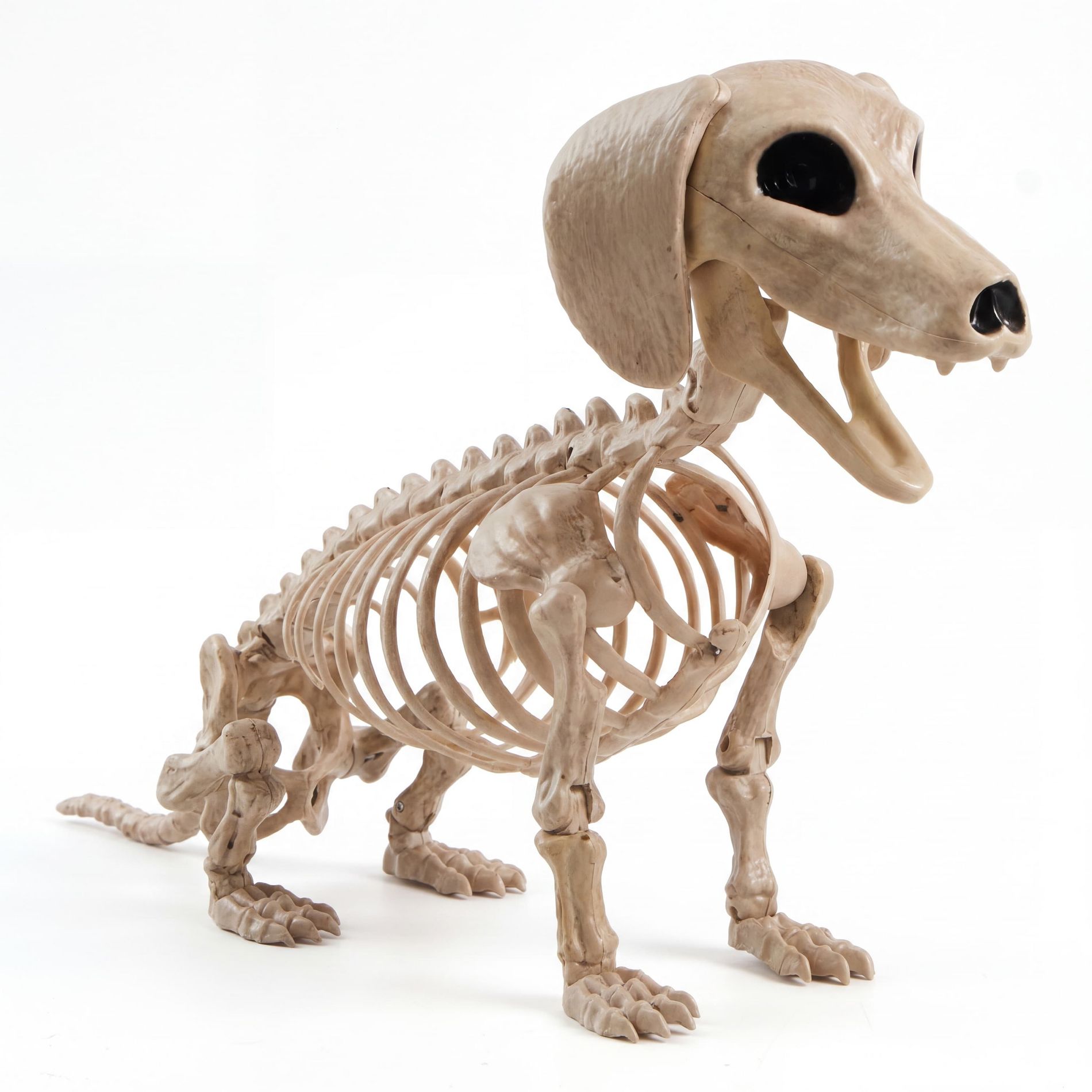 Joyfy 24" Halloween Posable Animal Wiener Dog Skeleton Decor Dog Plastic Bones with Movable Joints for Graveyard Haunted House Party Prop