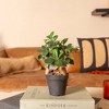 Live 4" Ficus Ginseng Potted Houseplant - image 2 of 3