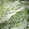 Sullivans 6' Frosted Fern & Cone Artificial Garland, Green - 2 of 4