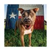 Get Naked Calming Health Functional Chicken Flavor Dental and Hard Chew Sticks Dog Treats - 6.2oz - 4 of 4