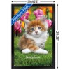 Trends International Keith Kimberlin - Maine Coon Kitten Framed Wall Poster Prints - 3 of 4