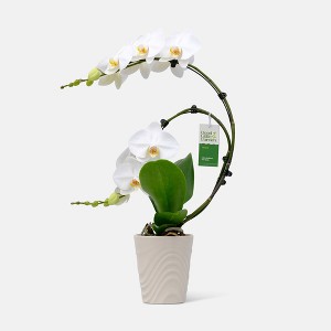 Live 5" Wave Orchid Potted Plant (Colors May Vary) - Good Little Garden™ - 1 of 4