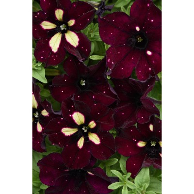 3pc BurgundySky Petunia Plant with Burgundy/White Blooms - National Plant Network