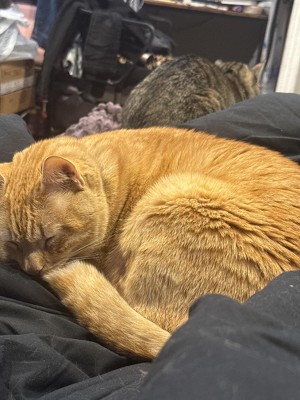 Guest review image 1 of 1, zoom in