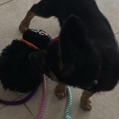 Guest review image 1 of 1, zoom in