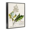 Stupell Industries Vintage Botanical Plant Illustration Framed Giclee Art, Black, 11" x 14" - 2 of 4